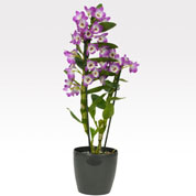 Dendrobium Malva + Cachep Antracite